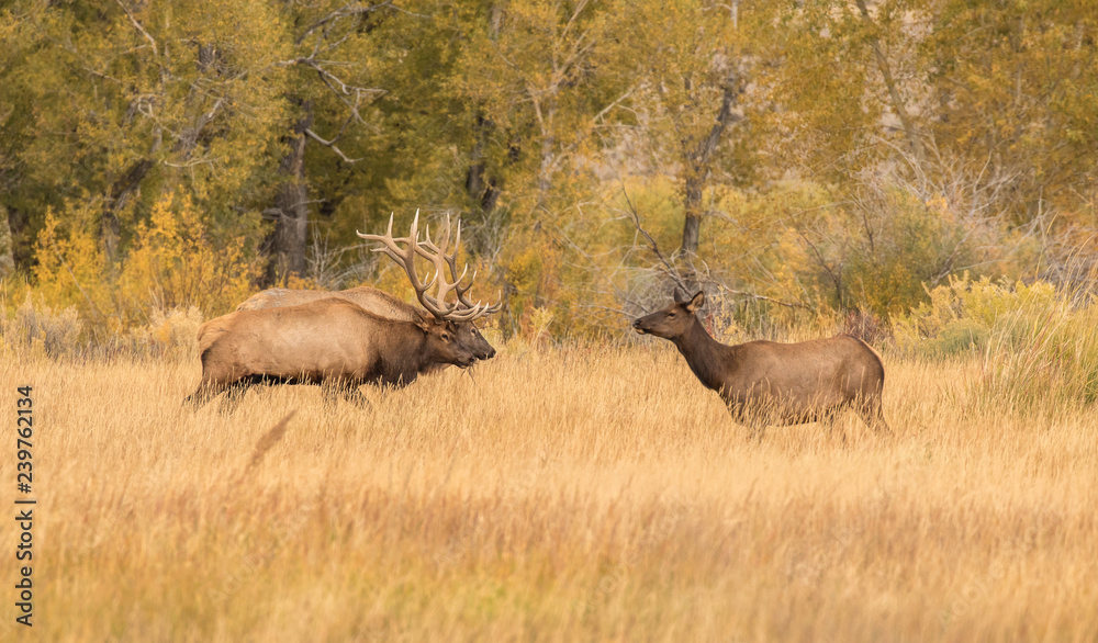 Fototapeta premium A Cow Elk Ignores Her Suitors