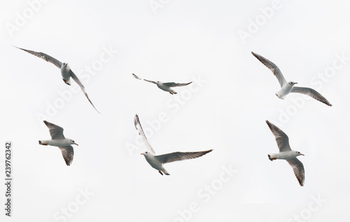 sea gulls flying. seagull fly in different shapes and directions