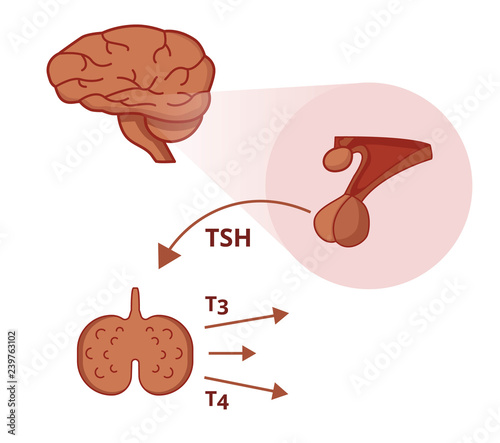 Pituitary and thyroid gland. Thyroid stimulating hormone function