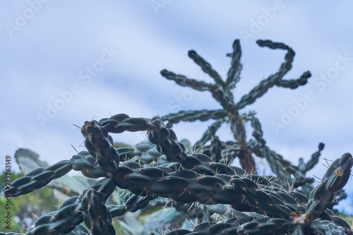 Detailed view of cactus with heaven in the fund.