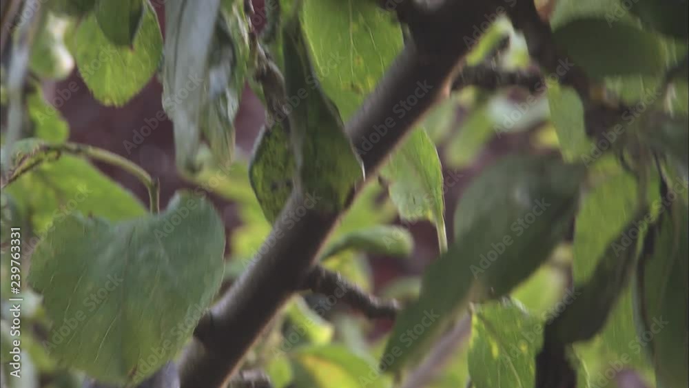 Soft fruit: Picking A Plum from a tree Soft fruit: Picking A Plum from a tree
