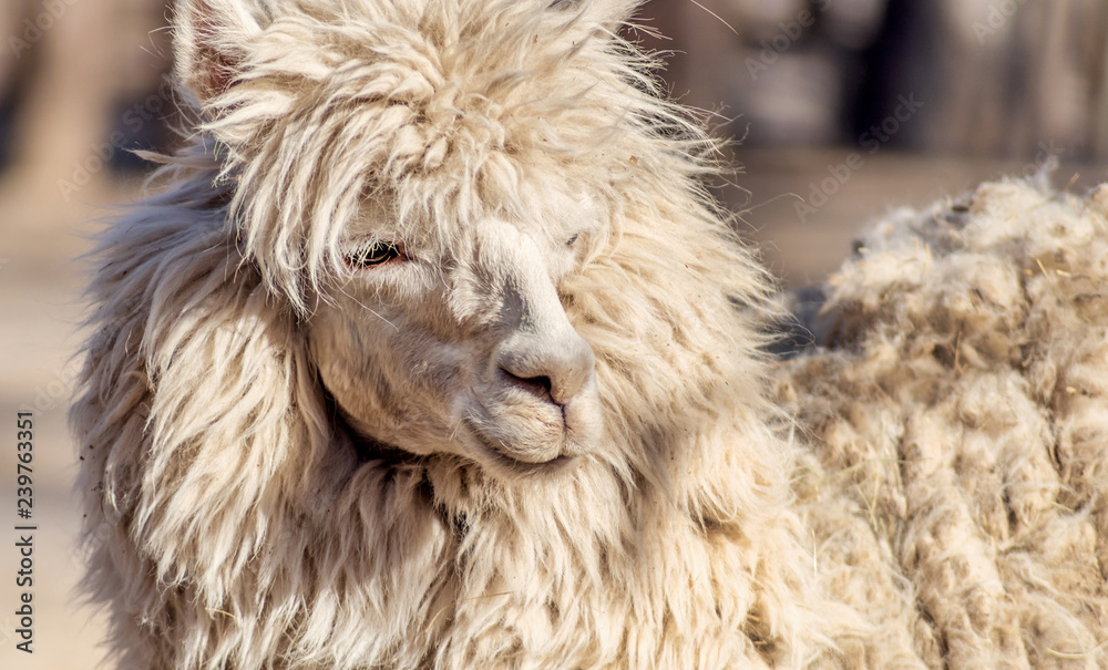 adult white lama with thick fur looking away on natural background