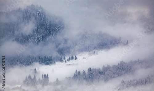 snowy fir trees in fog - winter in the mountains