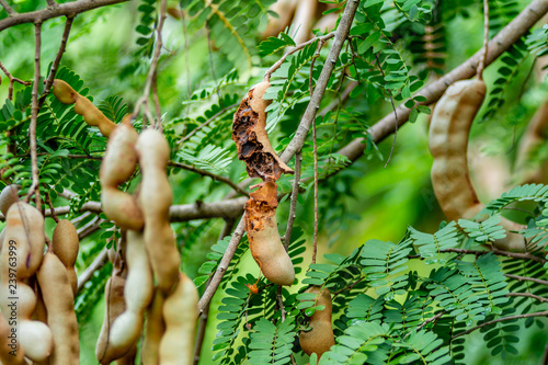 Tamarind pods are damaged by pests.