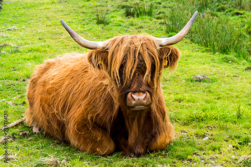 Scottish highland cattle (Scotland)