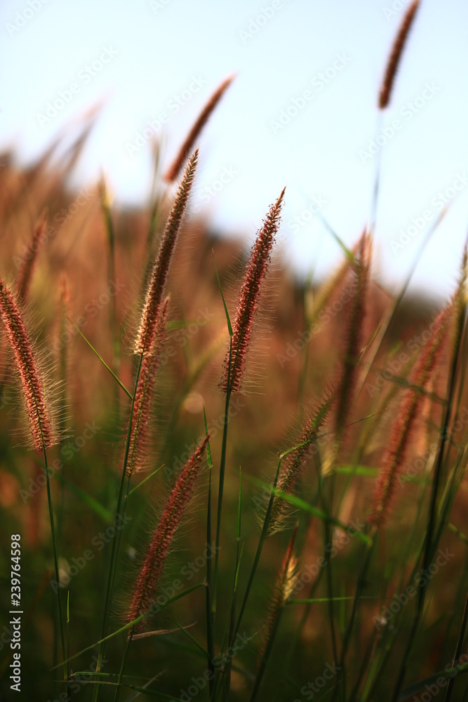 Sunset in the midst of fluffy grass Sunset in the midst of fluffy grass