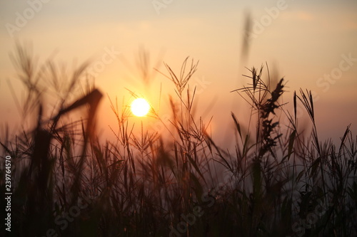 Sunset in the midst of fluffy grass