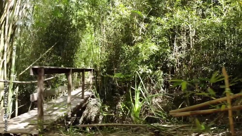 drone flight woods