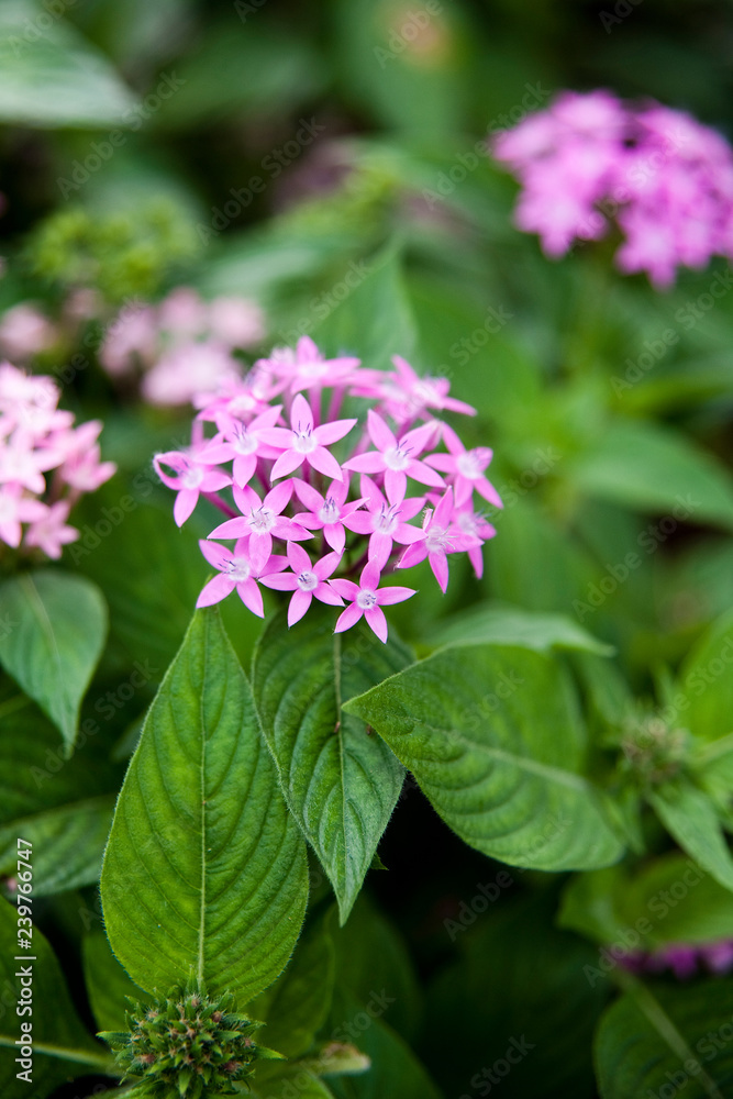 Pink flowers in the wild.