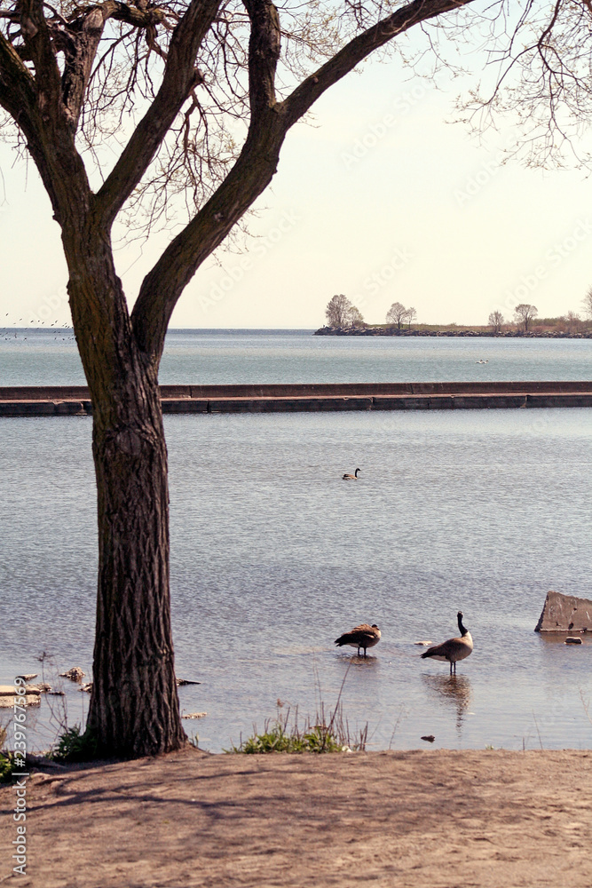 Lakeside Tree with Geese