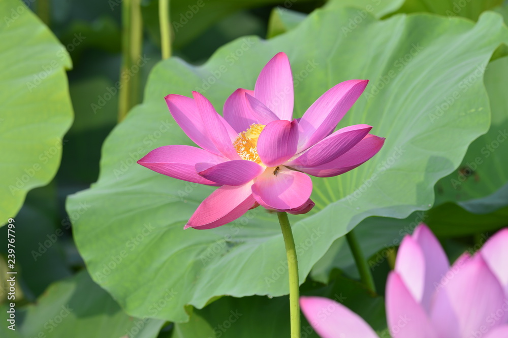 Blooming lotus flowers in the park Blooming lotus flowers in the park