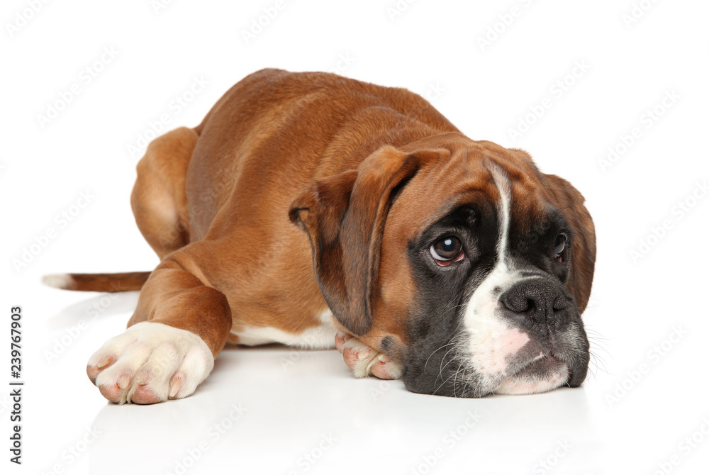 Sad Boxer dog puppy waiting for the owner