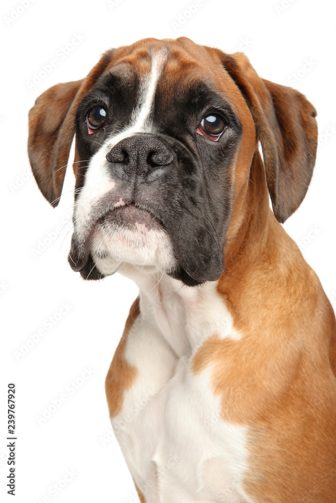 Portrait of cute Boxer dog puppy,