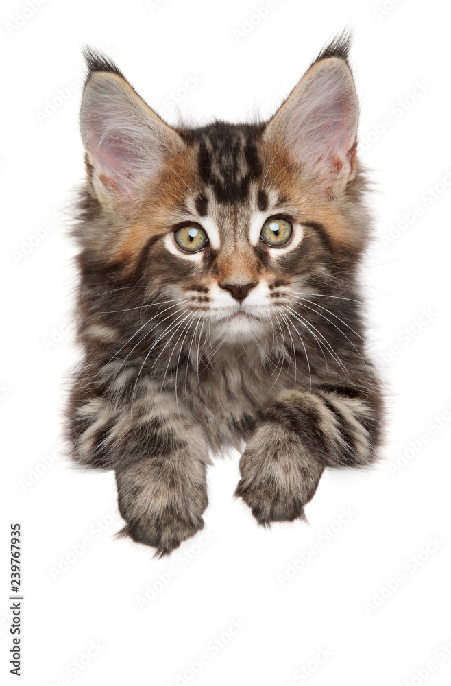 Maine-coon above banner, isolated on white