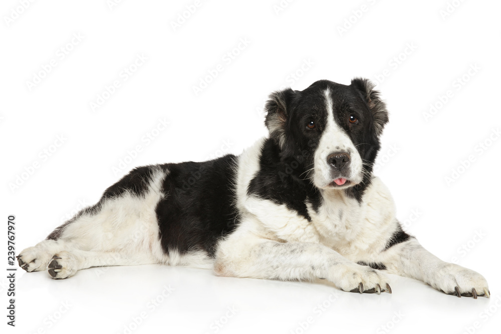 Big Alabai dog graceful lying on a white Big Alabai dog graceful lying on a white