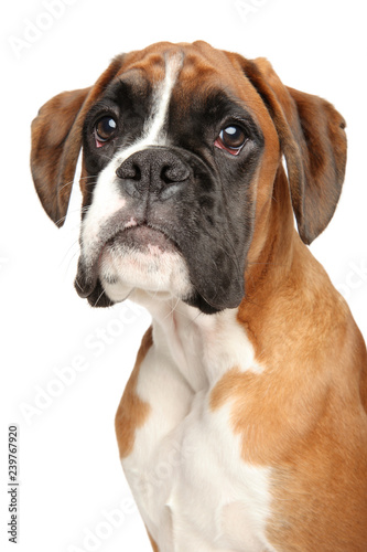 Portrait of cute Boxer dog puppy, © jagodka