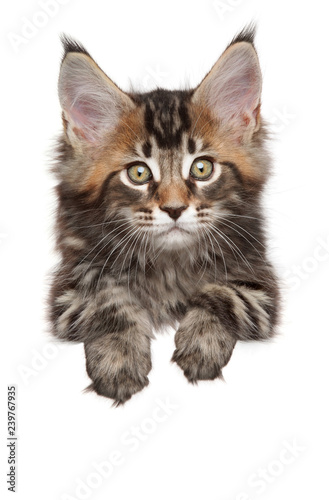 Maine-coon above banner, isolated on white