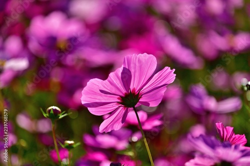 ひっそりと咲く満開のコスモス