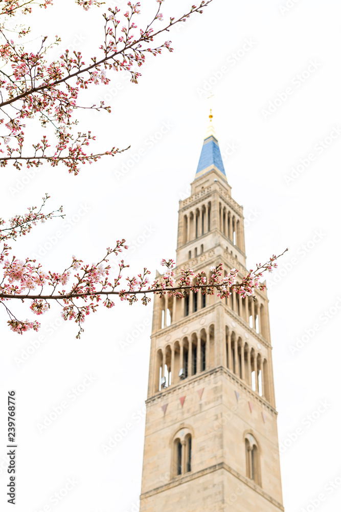 Church building tower background in capital city, isolated closeup of colorful cherry blossom flowers pink sakura petals on tree branch