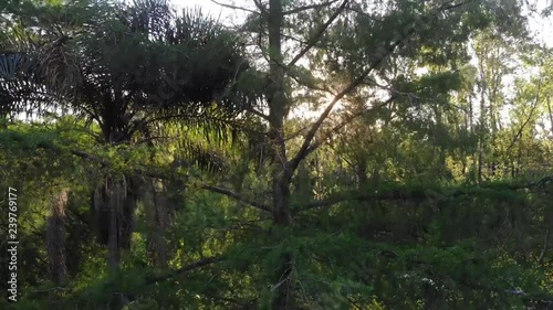 drone flight woods