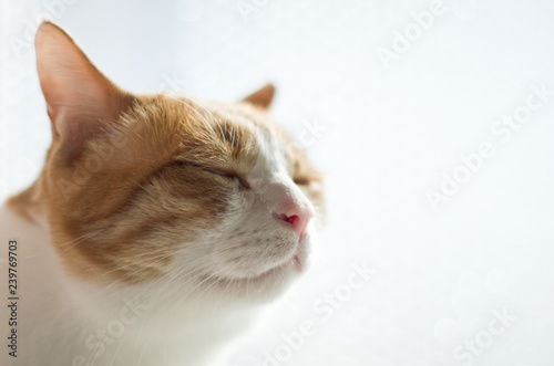 目を閉じている猫