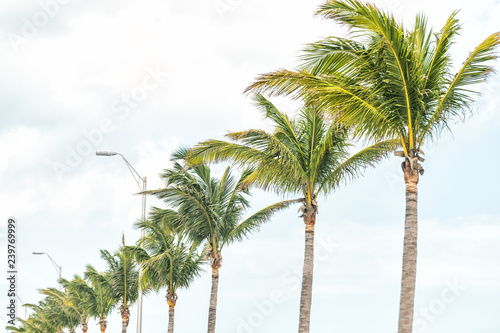 Row of palm trees  lamp posts  city lights in Key West  Florida along overseas highway road  street in summer  isolated against blue sky