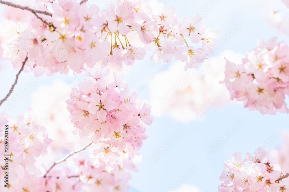 Looking up, low angle closeup view of one vibrant pink cherry, sakura blossom tree branch, flower petals in spring, springtime Washington DC, sunny, sunshine, sunlight, light, backlight