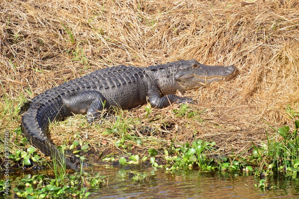 Florida Alligator Florida Alligator