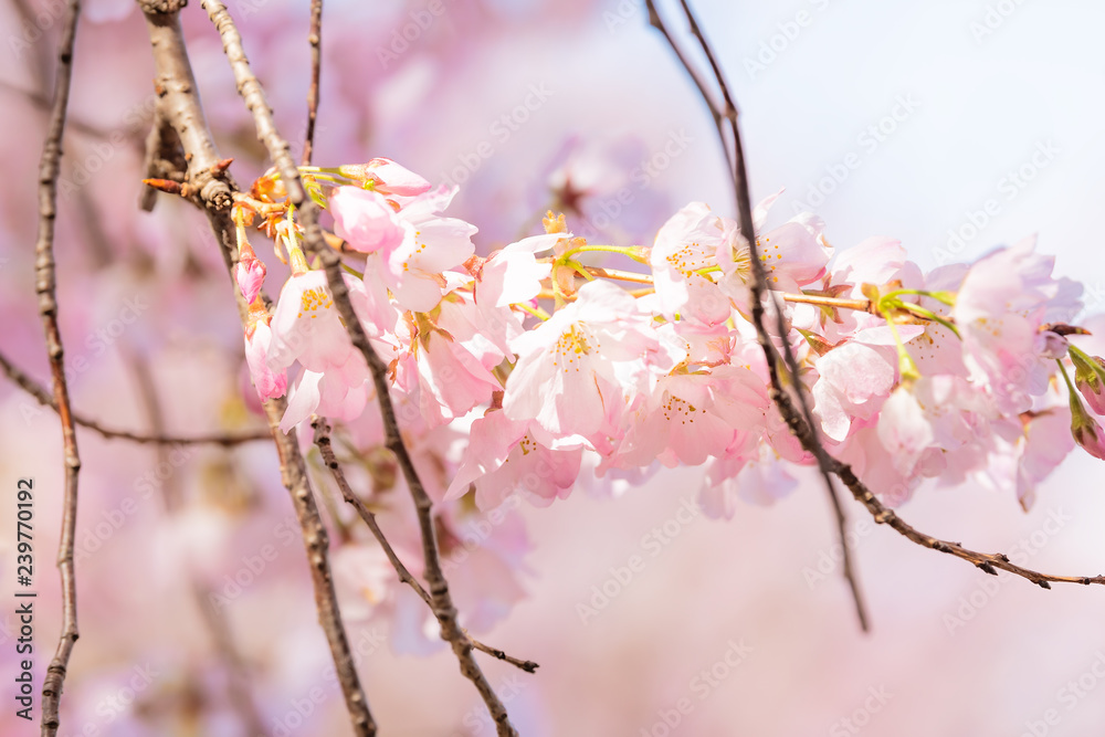 Closeup view of one soft vibrant pink cherry blossom sakura tree branch, sky, flower petals in spring, springtime Washington DC, sunny, sunshine, sunlight, light, backlight