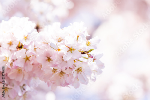 Looking up, low angle closeup view of one vibrant pink cherry, sakura blossom tree branch, flower petals in spring, springtime Washington DC, sunny, sun, sunshine, sunlight, light, backlight