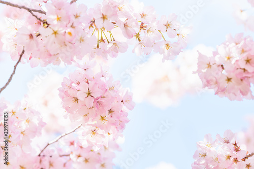Looking up, low angle closeup view of one vibrant pink cherry, sakura blossom tree branch, flower petals in spring, springtime Washington DC, sunny, sunshine, sunlight, light, backlight