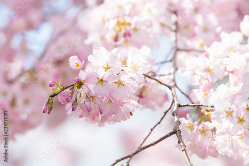 Closeup view on one soft vibrant pink cherry blossom sakura tree branch, sky, flower petals in spring, springtime Washington DC, sunny, sunshine, sunlight, warm light, backlight