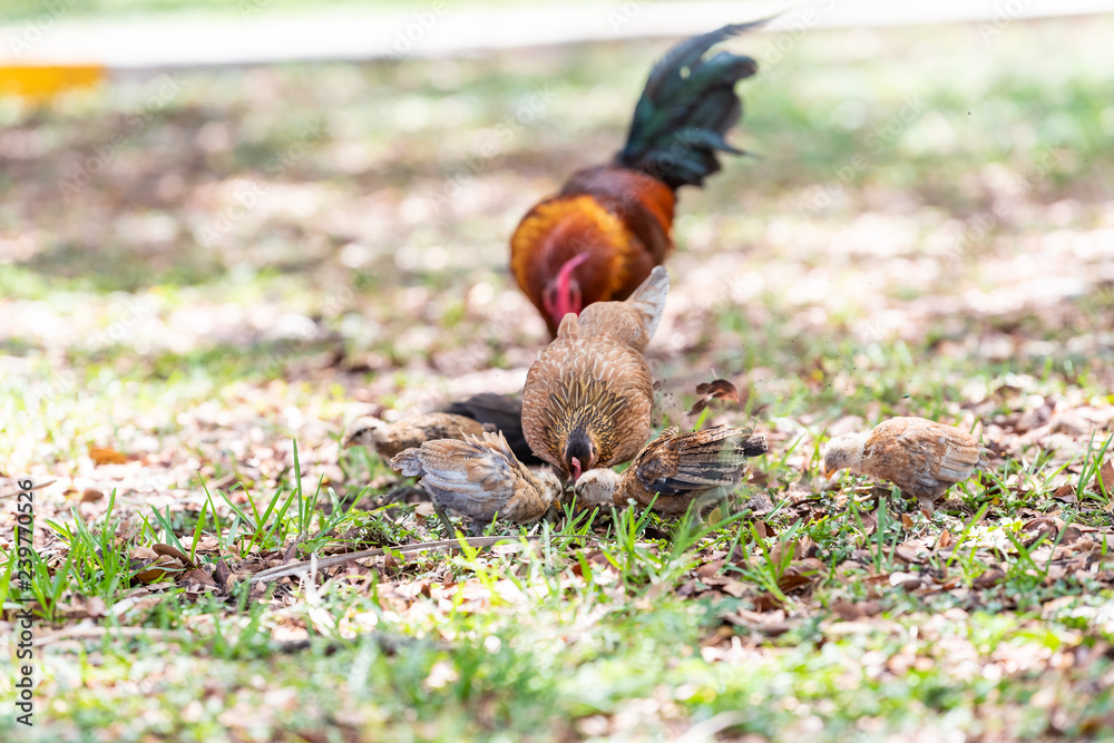 Fototapeta premium Family, two wild chickens pair rooster, hen family, wildlife with small chicks standing, digging for food in soil, ground on sunny day in Key West, USA, Florida island on street in park