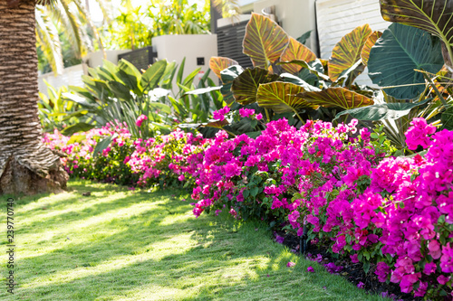 Tablou canvas Vibrant pink bougainvillea flowers in Florida Keys or Miami, green plants landsc
