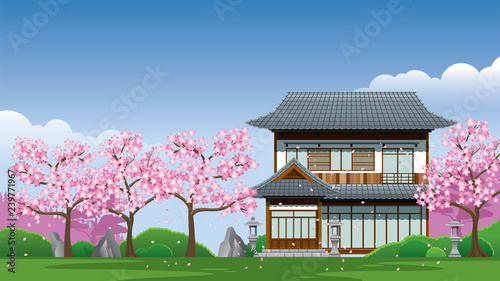 japan traditional house at cherry blossom season