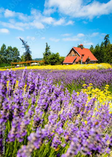 Sequim Lavender