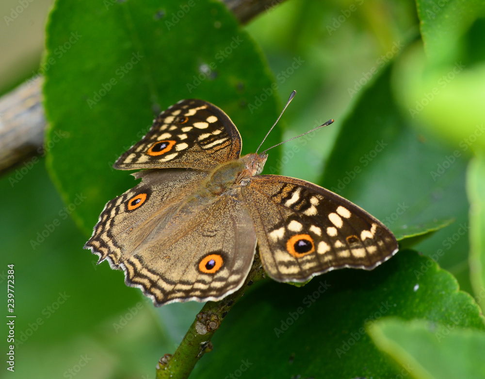 Beautiful Butterfly Beautiful Butterfly