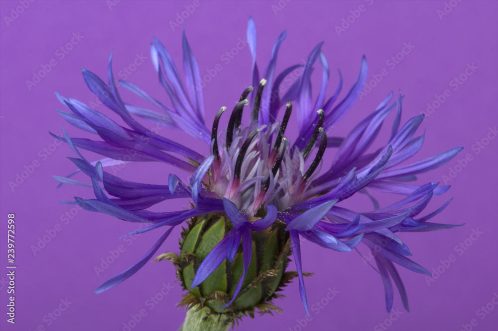 Obraz premium Single blue cornflower on a plain purple background. 