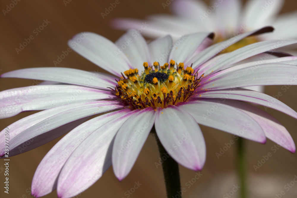 Obraz premium Garden flower with pollen.