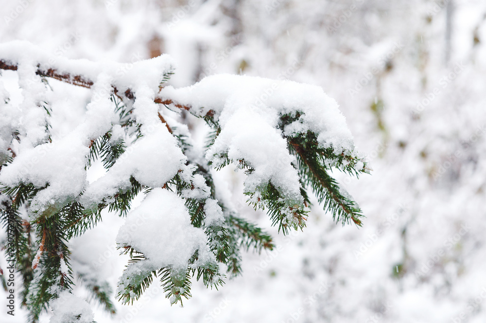 green fir tree with snow brunces in winter park. beautiful nature spruce background. winter green fir tree with snow brunces in winter park. beautiful nature spruce background. winter