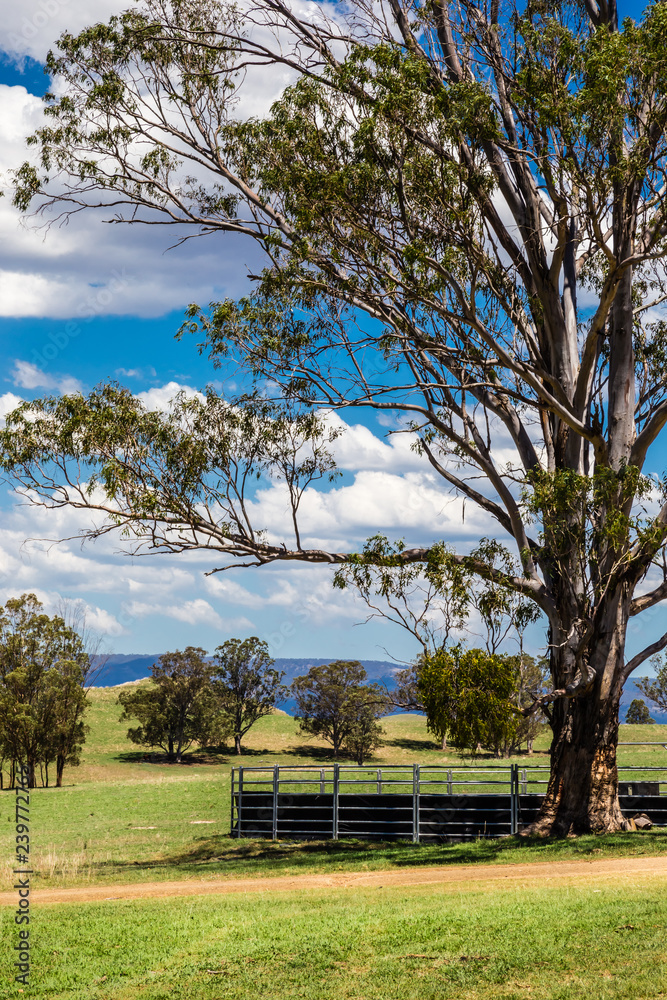 Fototapeta premium View of the Australian countryside showing a tall tree next to a round yard.