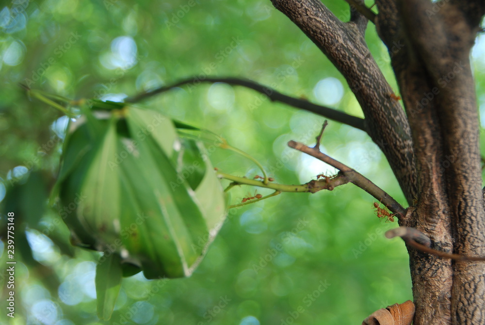 Red ants jointly build nests in trees