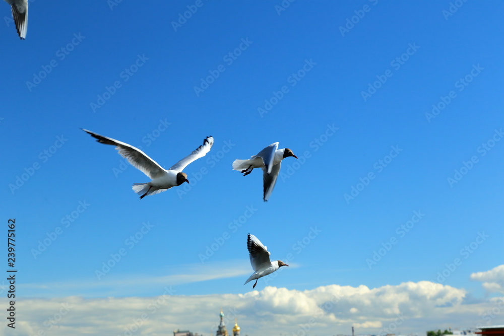 seagulls on blue sky background seagulls on blue sky background
