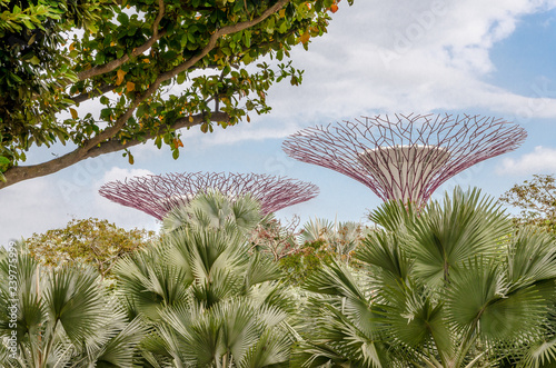 Photography Mega trees with tropical plants