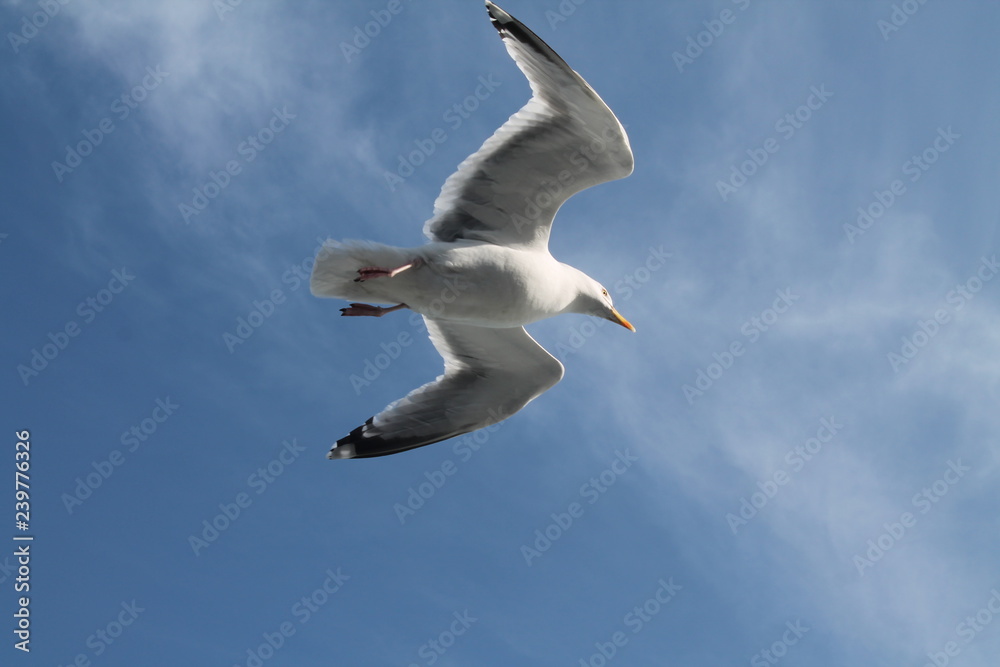 Fototapeta premium Möwe im Flug