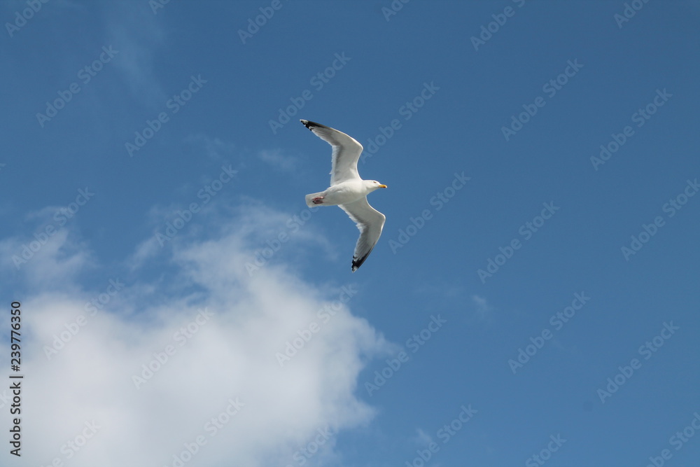 Möwe im Flug Möwe im Flug