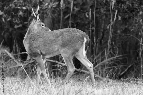 Young deer, a white tail buck in a beautiful forest.