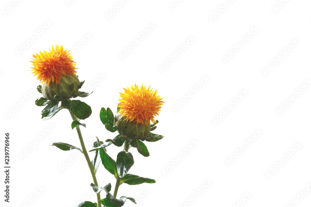 Obraz premium ベニバナ 白背景