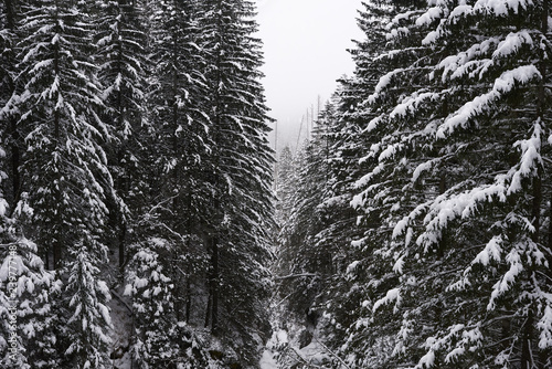 snow chrestmas trees in deep winter mountain forest