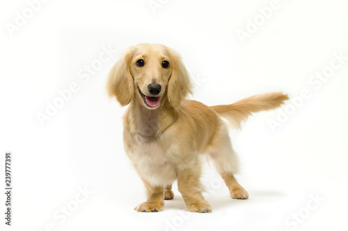 ミニチュア ダックスフント　Dachshund